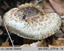 Inocybe brunneotomentosa