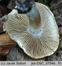 Inocybe brunneotomentosa