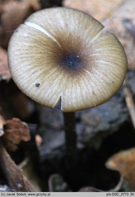 Entoloma poliopus