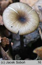 Entoloma poliopus