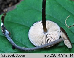 Entoloma poliopus