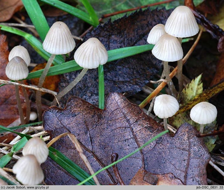 Mycena mitis