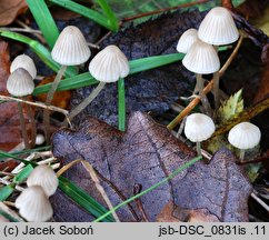 Mycena mitis