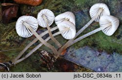 Mycena mitis