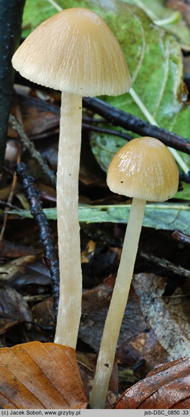 Psathyrella murcida (kruchaweczka ochrowoczarna)