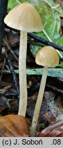 Psathyrella murcida (kruchaweczka ochrowoczarna)