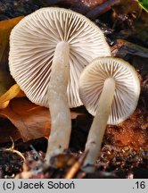 Psathyrella murcida (kruchaweczka ochrowoczarna)