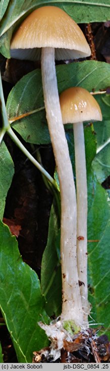 Psathyrella murcida (kruchaweczka ochrowoczarna)