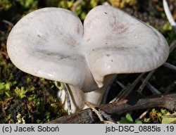 Clitocybe albofragrans