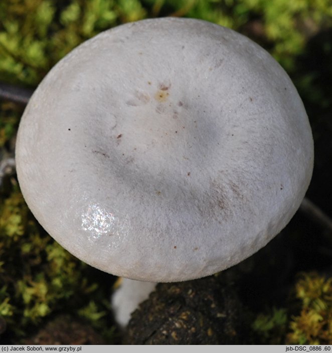 Clitocybe albofragrans