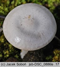 Clitocybe albofragrans