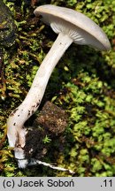 Clitocybe albofragrans