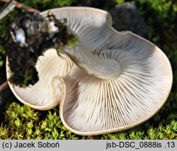 Clitocybe albofragrans