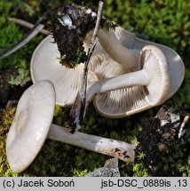 Clitocybe albofragrans