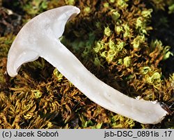 Clitocybe albofragrans