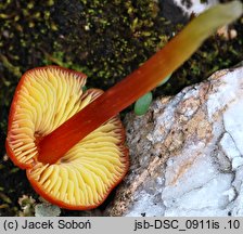 Hygrocybe conica var. conicopalustris