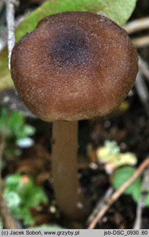 Entoloma longistriatum