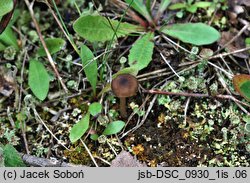 Entoloma longistriatum