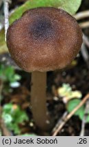 Entoloma longistriatum