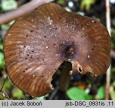 Entoloma longistriatum