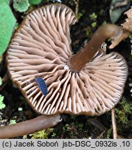 Entoloma longistriatum