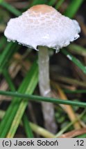 Lepiota apatelia