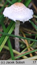 Lepiota apatelia