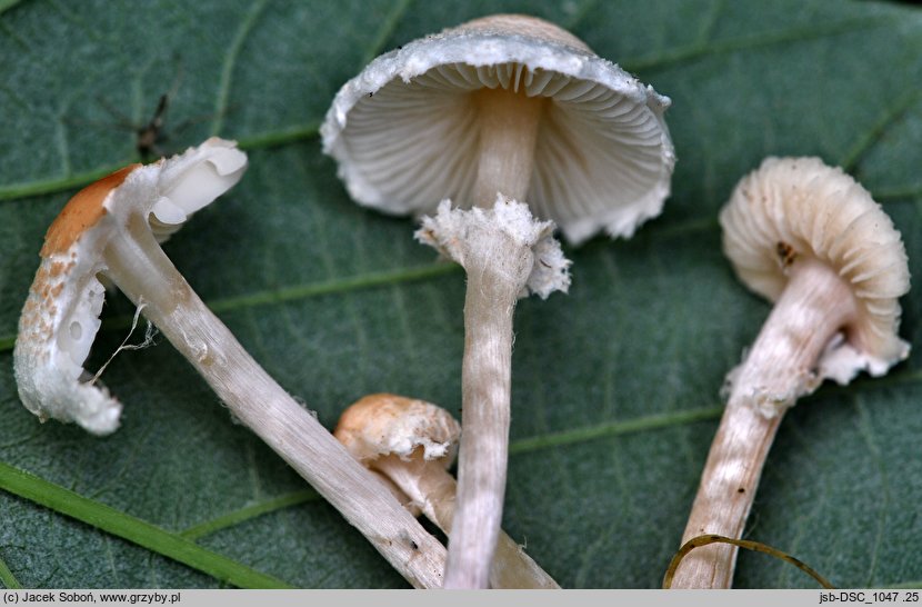 Lepiota apatelia