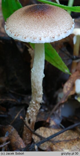 Lepiota echinella (czubajeczka szczecinistołuskowata)