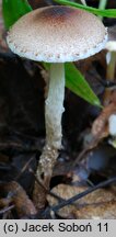 Lepiota echinella (czubajeczka szczecinistołuskowata)