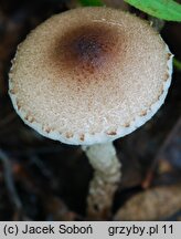 Lepiota echinella (czubajeczka szczecinistołuskowata)