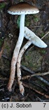 Lepiota echinella (czubajeczka szczecinistołuskowata)