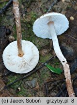 Lepiota echinella (czubajeczka szczecinistołuskowata)