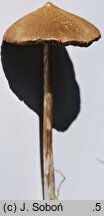 Entoloma conocybecystis