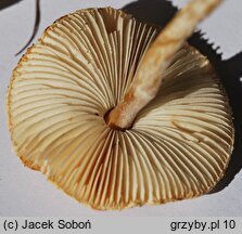 Lepiota oreadiformis (czubajeczka łysiejąca)