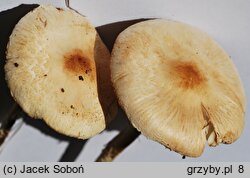 Lepiota oreadiformis (czubajeczka łysiejąca)