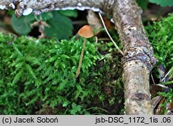 Conocybe semiglobata (stożkówka półkulista)