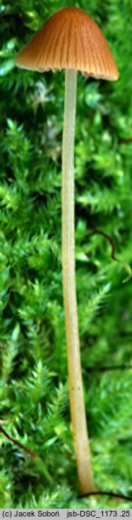 Conocybe semiglobata (stożkówka półkulista)