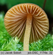 Conocybe semiglobata (stożkówka półkulista)