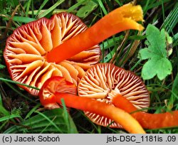 Hygrocybe splendidissima (wilgotnica okazała)