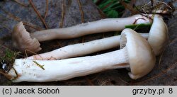 Hygrocybe lacmus (wilgotnica lakmusowa)