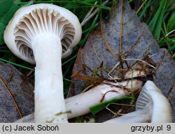 Hygrocybe lacmus (wilgotnica lakmusowa)