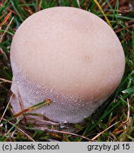 Lycoperdon molle (purchawka miękka)