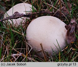 Lycoperdon molle (purchawka miękka)