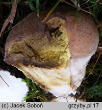 Lycoperdon molle (purchawka miękka)