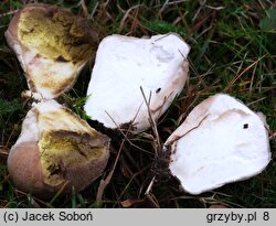 Lycoperdon molle (purchawka miękka)