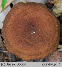 Lactarius serifluus (mleczaj wodnisty)