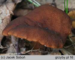 Lactarius serifluus (mleczaj wodnisty)