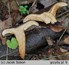 Lactarius serifluus (mleczaj wodnisty)