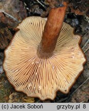 Lactarius serifluus (mleczaj wodnisty)